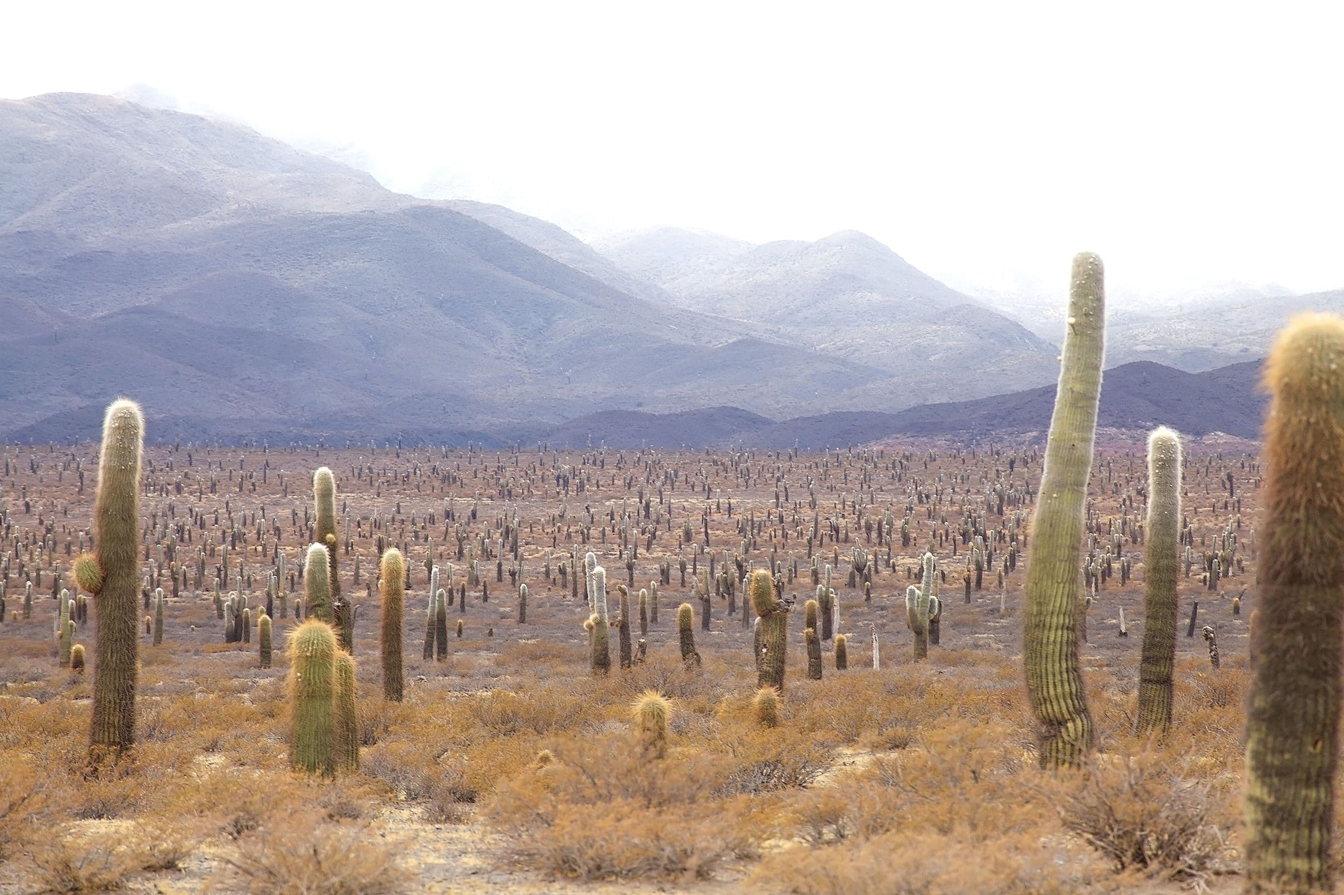 PN Los Cardones: Paisa...