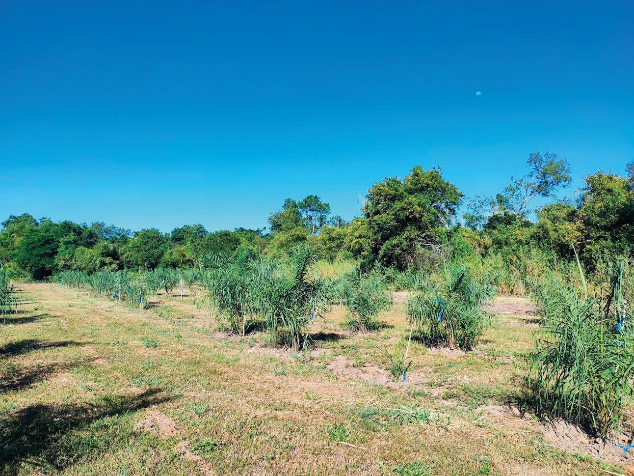 Palmeras: la nueva fuente de biodiesel