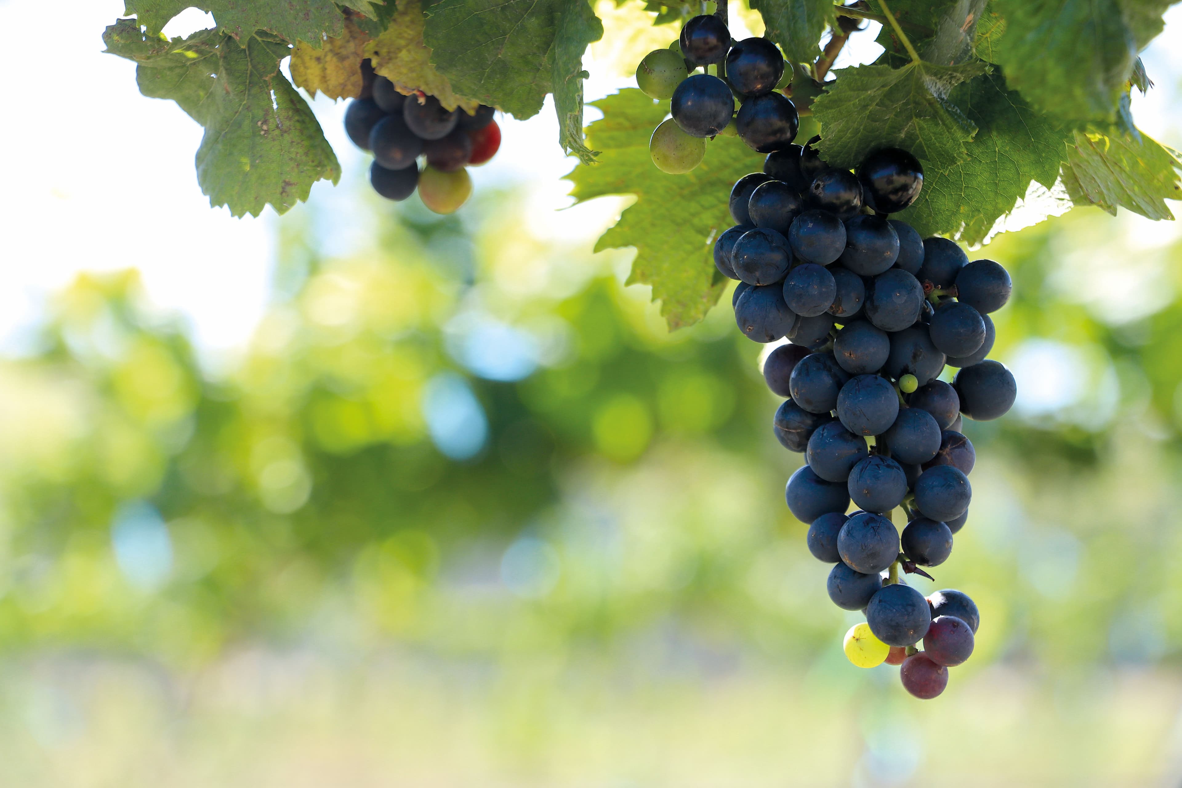 Malbec argentino: Cómo...