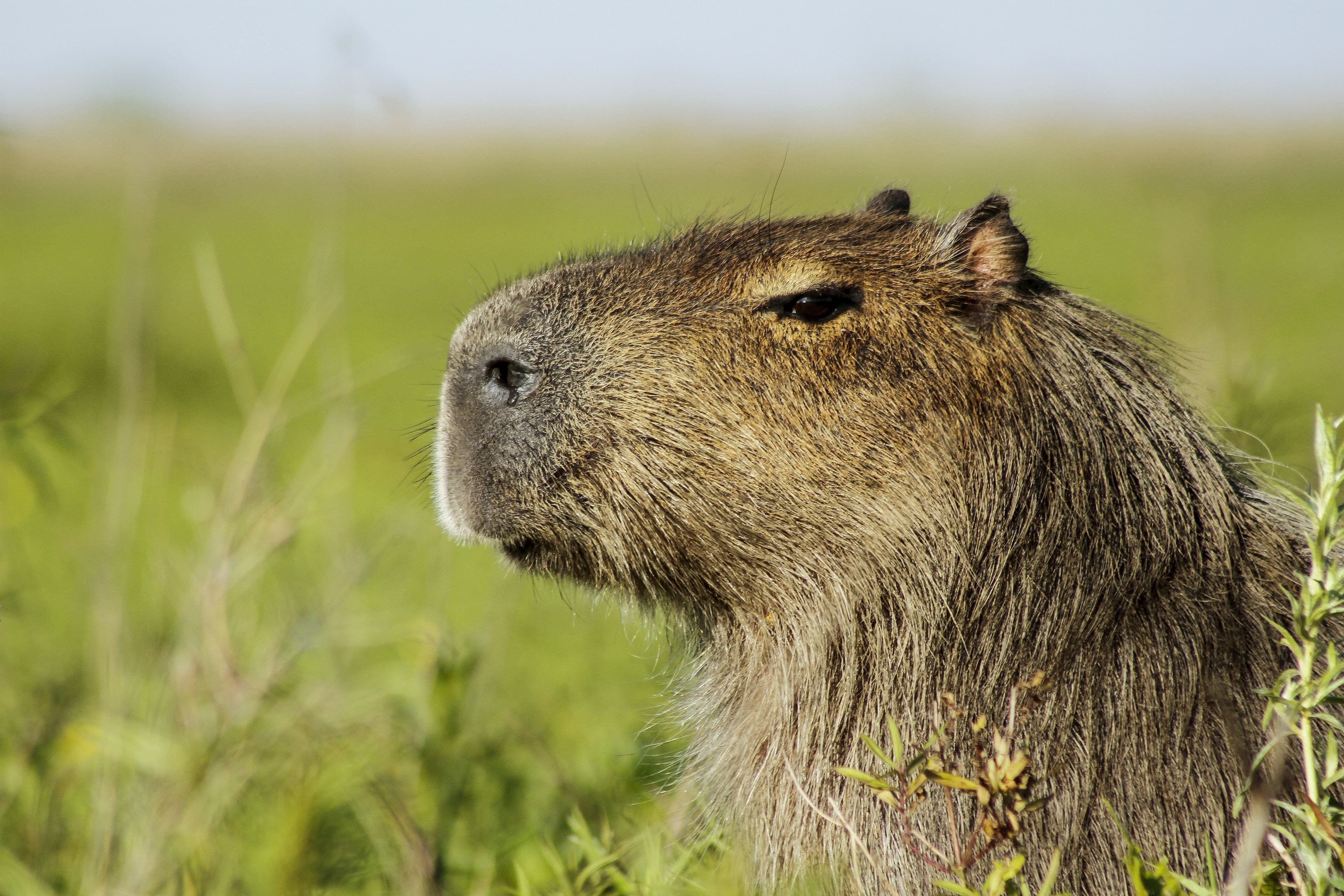 Esteros del Iberá: Agu...